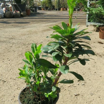 Euphorbia amygd. 'Robbiae'  Pot 9 