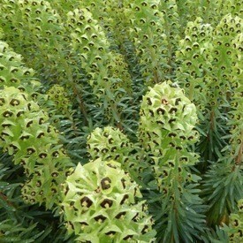 Euphorbia char. 'Black Pearl'  Pot 9 