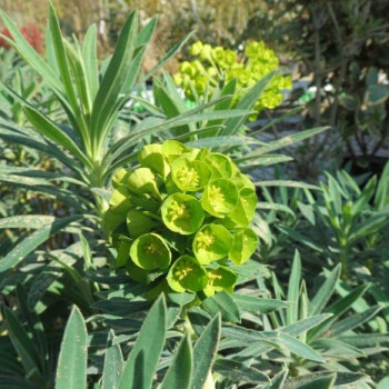 Euphorbia char. 'Wulfenii'  CT 2 litres 