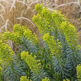 Euphorbia char. 'Humpty dumpty'  Pot 9 