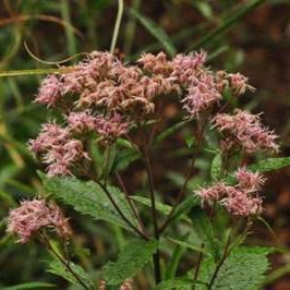 Eupatorium dub. 'Baby Joe'  Pot 9 