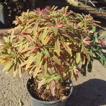 Euphorbia hybr. 'Ascot Rainbow'®  Pot 9 