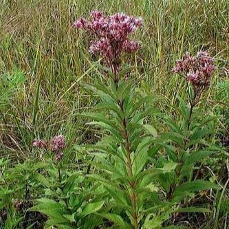 Eupatorium mac. 'Atropurpureum'  Pot 9 