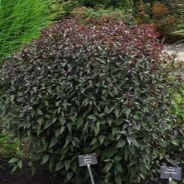 Eupatorium rug. 'Chocolate'  Pot 9 