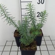 Euphorbia seguieriana ssp niciciana  Pot 9 
