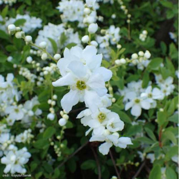 Exochorda hybr. 'The Bride' 0.50 à 0.60 m Cont. 