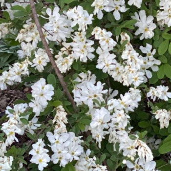 Exochorda racemosa 'Niagara'® 1 à 1.25 m Cont. 