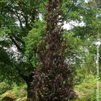 Fagus sylv. 'Dawyck Purple' 2 à 2.5 m CT 15 litres 