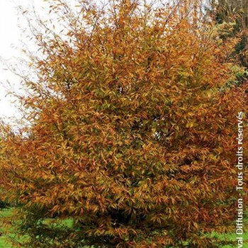 Fagus sylv. 'Aspleniifolia' 4 à 4.5 m CT 180 litres 