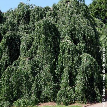 Fagus sylv. 'Pendula' Tige 16/18 Cont. 