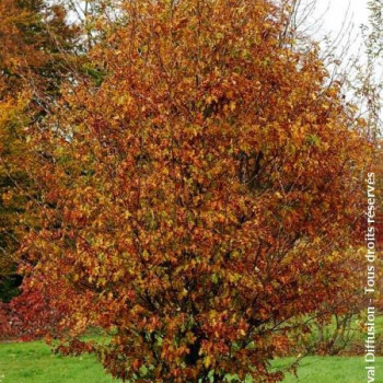 Fagus sylvatica  En rideau 40 