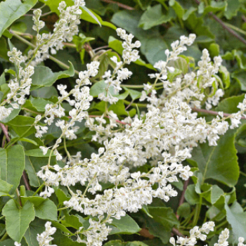 Fallopia baldschuanica (= aubertii) 0.50 à 0.60 m Cont. 