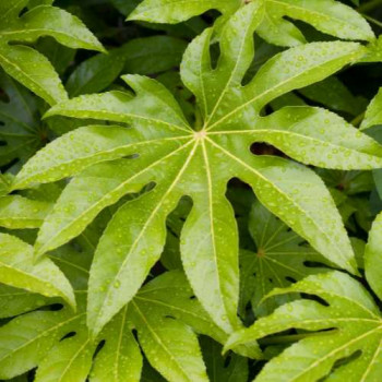 Fatsia japonica (aralia_sieboldii) 0.60 à 0.80 m CT 10 litres 