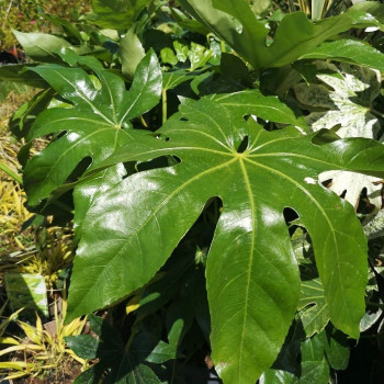 Fatsia japonica (= aralia sieboldii) 0.40 à 0.60 m Cont. 