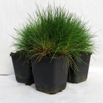 Festuca gautieri (= scoparia)  Pot 9 