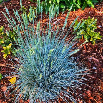 Festuca glauca 'Elijah Blue'  CT 3 litres 