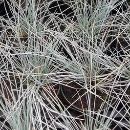 Festuca glauca 'Uchte'  Pot 9 