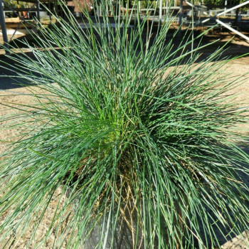 Festuca glauca (=ovina 'Glauca')  CT 3 litres 