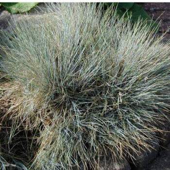 Festuca amethystina  Pot 9 