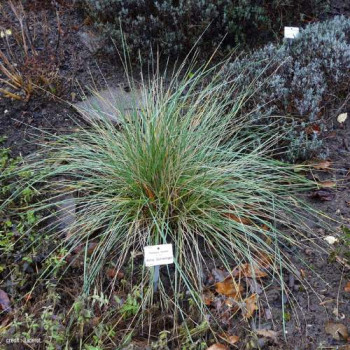 Festuca mairei  Pot 9 