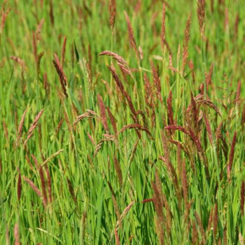 Festuca rubra  Pot 9 