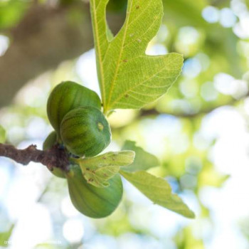 Ficus carica 'Brogiotto Bianco' Demi-tige 8/10 CT 15 litres 