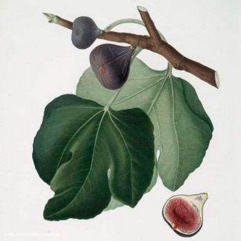 Ficus carica 'Brogiotto Nero' Demi-tige 8/10 CT 15 litres 