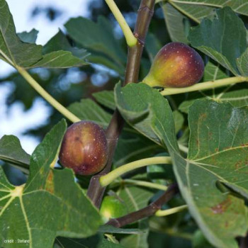 Ficus carica 'Del Portogallo' Demi-tige 8/10 CT 15 litres 