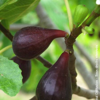 Ficus carica 'Noire de Caromb' Demi-tige 8/10 CT 15 litres 