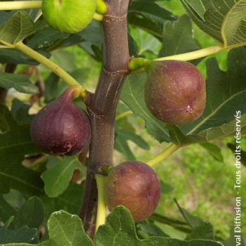 Ficus carica 'Rouge de Bordeaux' 0.40 à 0.50 m Cont. 