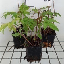 Filipendula palm. 'Nana'  Pot 9 