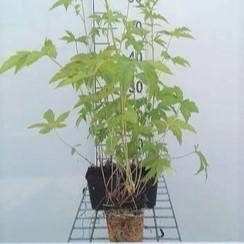 Filipendula purp. 'Elegans'  Pot 9 