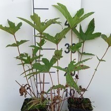 Filipendula rub. 'Venusta'  Pot 9 
