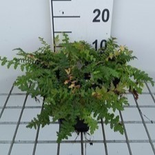 Filipendula vulgaris (= hexapetala)  Pot 9 