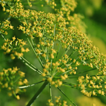 Foeniculum vulgare  Pot 9 