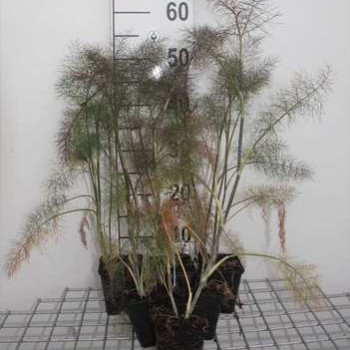 Foeniculum vulg. 'Giant Bronze'  Pot 9 