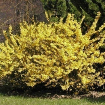 Forsythia hybr. 'Maree d'or'® (= 'courtasol'®) 0.25 à 0.30 m Cont. 