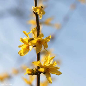 Forsythia hybr. 'Goldrausch' 0.80 à 1 m CT 12 litres 