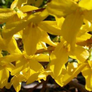 Forsythia int. 'Minigold'® (= 'flojor'®) 0.50 à 0.60 m Cont. 