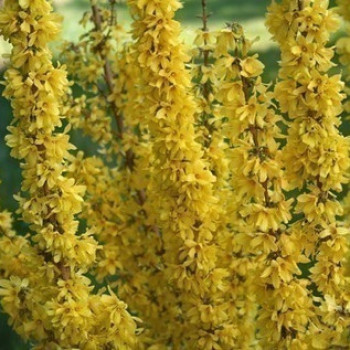 Forsythia int. 'Mikador'® ('minfor6') 0.30 à 0.50 m Cont. 