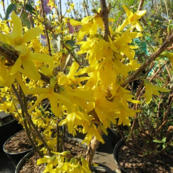 Forsythia int. 'Spectabilis' 0.50 à 0.60 m Cont. 