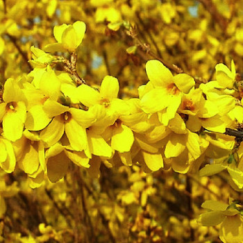 Forsythia int. 'Week-end'® (= 'courtalyn'®) 0.50 à 0.60 m Cont. 