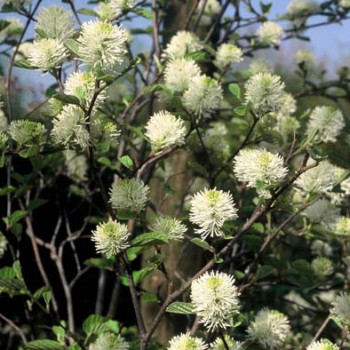 Fothergilla major (= monticola) 0.25 à 0.30 m Cont. 