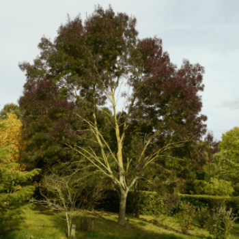 Fraxinus angust. 'Raywood' (= 'flame') Tige 12/14 Cont. 