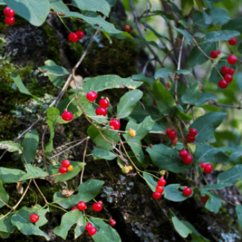 Frangula alnus (= rhamnus frangula) 0.60 à 0.80 m CT 2 litres 