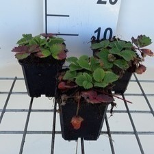 Fragaria (a) 'Lipstick'  Pot 9 
