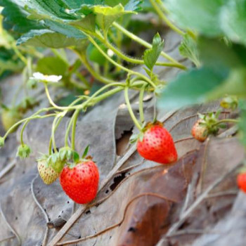 FRAISIER  Pot 10,5 