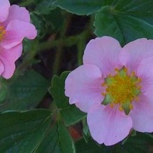 Fragaria (a) 'Pink Panda' (='frel')  Pot 9 