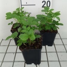 Fragaria vesca 'Alexandria'  Pot 9 
