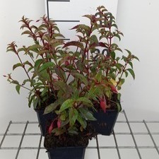 Fuchsia hybr. 'Madame Cornelissen'  Pot 9 